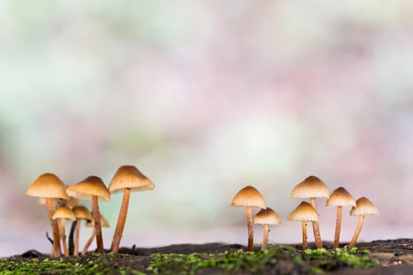 Landschaft mit Pilzen — Stockfoto