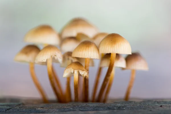 버섯과 프리 — 스톡 사진