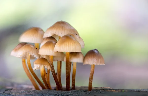 Landschap met paddestoelen — Stockfoto