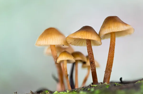 Краєвид з грибами — стокове фото