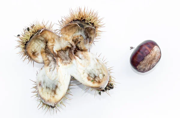 Herfst kastanjes detail — Stockfoto