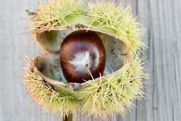 Dettaglio castagne d'autunno — Foto Stock