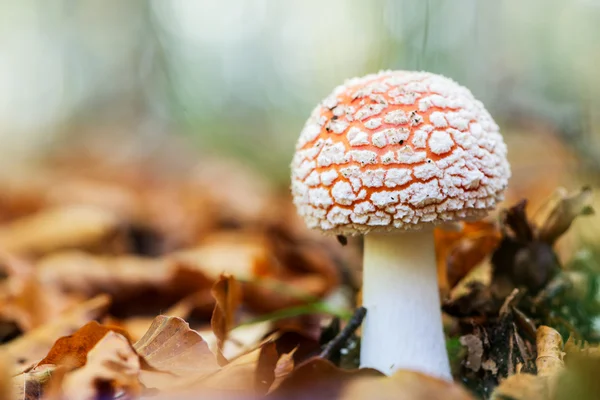 Пейзаж с грибами — стоковое фото
