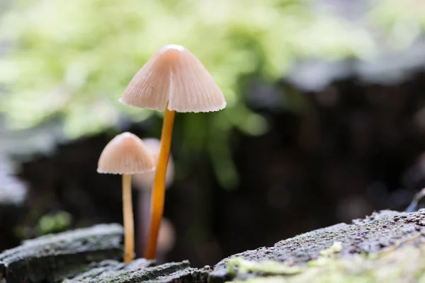 Landschap met paddestoelen — Stockfoto