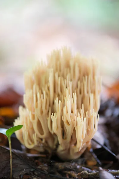 Paesaggio con funghi — Foto Stock