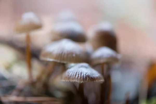 Landschap met paddestoelen — Stockfoto