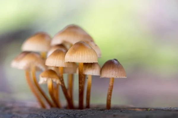 Landschap met paddestoelen — Stockfoto