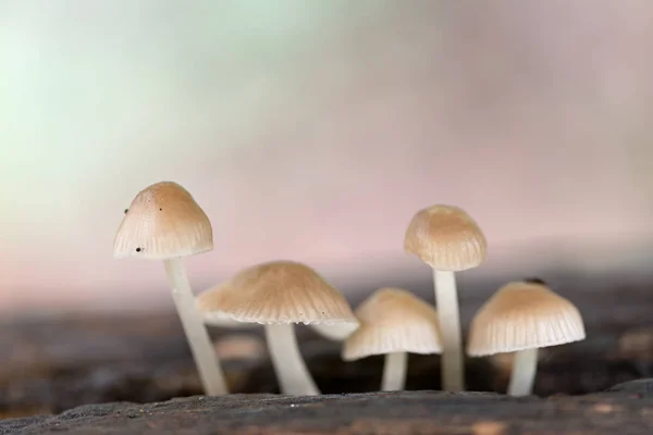 Landschap met paddestoelen — Stockfoto