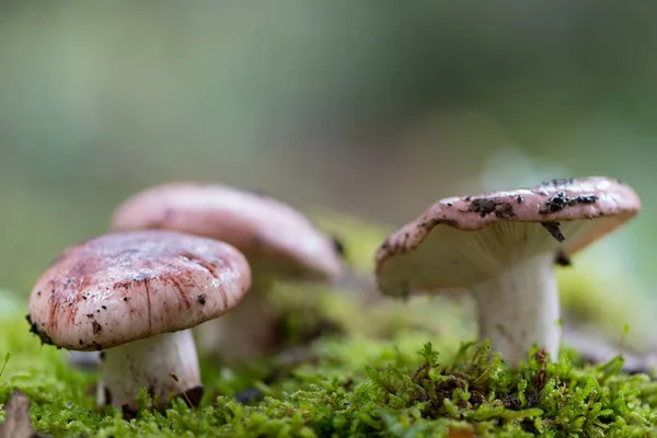 Paisagem com cogumelos — Fotografia de Stock