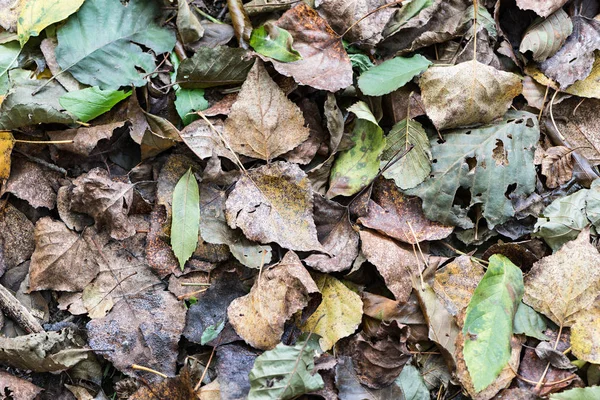 Detail dode bladeren — Stockfoto