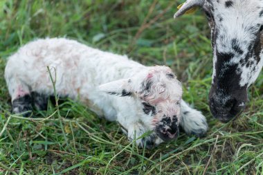 Yeni doğan koyun detay