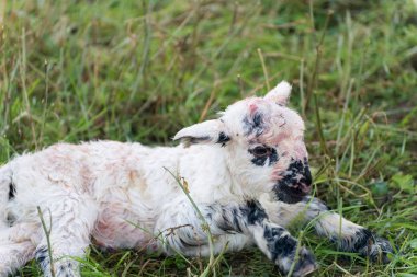 Yeni doğan koyun detay