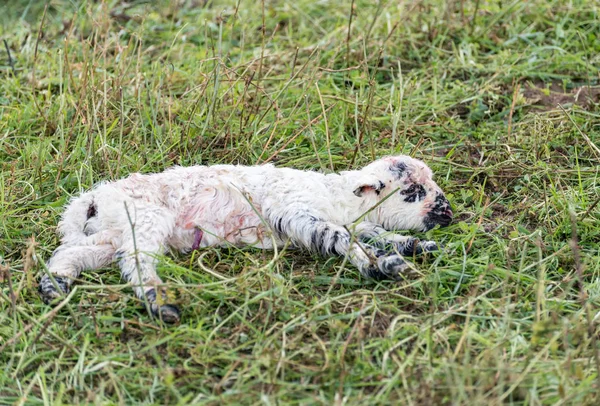 Wszystko noworodka owiec — Zdjęcie stockowe