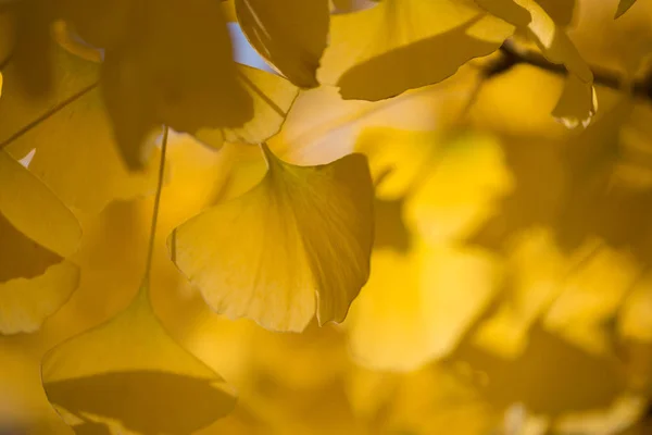 Ginkgo Biloba árbol —  Fotos de Stock