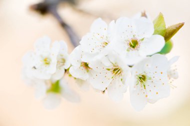 Çiçek Prunus ev içi kullanımına yönelik