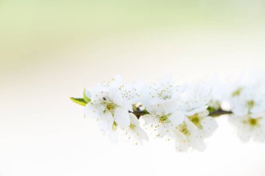 Çiçek Prunus ev içi kullanımına yönelik