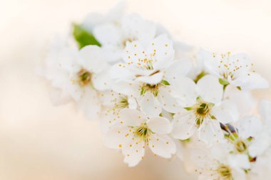 Çiçek Prunus ev içi kullanımına yönelik