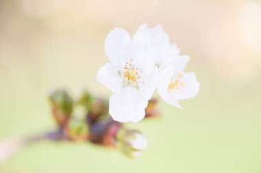 kiraz çiçeği detay