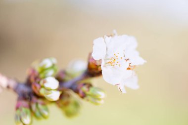 kiraz çiçeği detay