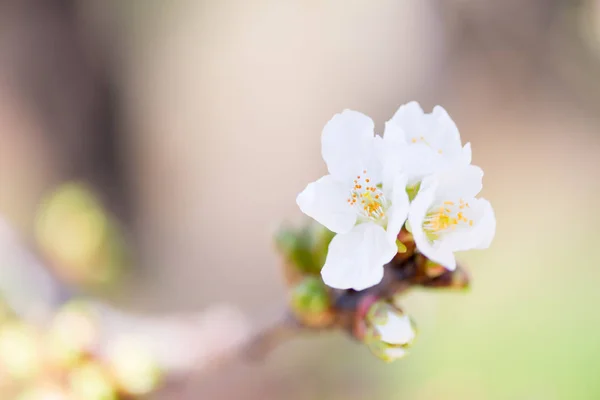 Detalle flor de cerezo — Foto de Stock