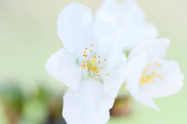 Cherry blossom detail — Stock Photo, Image