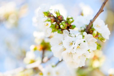 kiraz çiçeği detay