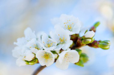 kiraz çiçeği detay