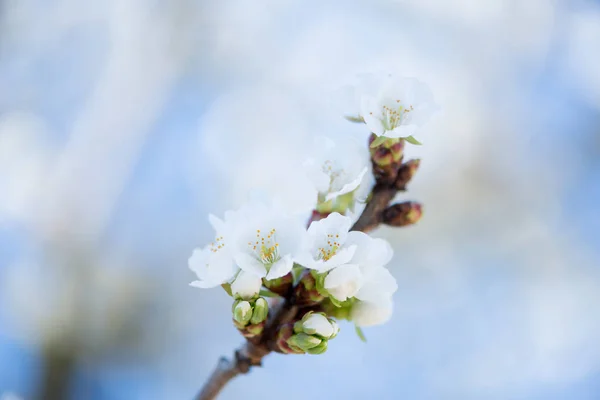 Detalhe flor de cereja — Fotografia de Stock