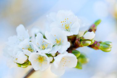 kiraz çiçeği detay