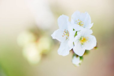 kiraz çiçeği detay