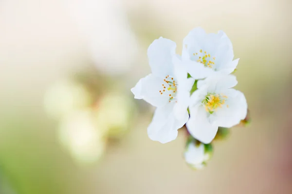 Detalhe flor de cereja — Fotografia de Stock