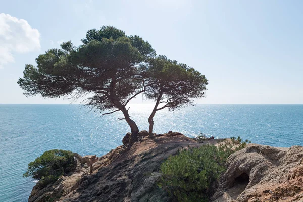 Costa Brave (Costa Brava) - Girona (España) ) — Foto de Stock