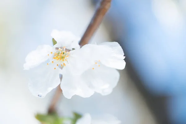 Détail de fleur de cerisier — Photo