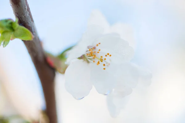 Kirschblütendetail — Stockfoto