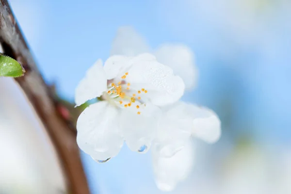 Detalhe flor de cereja — Fotografia de Stock