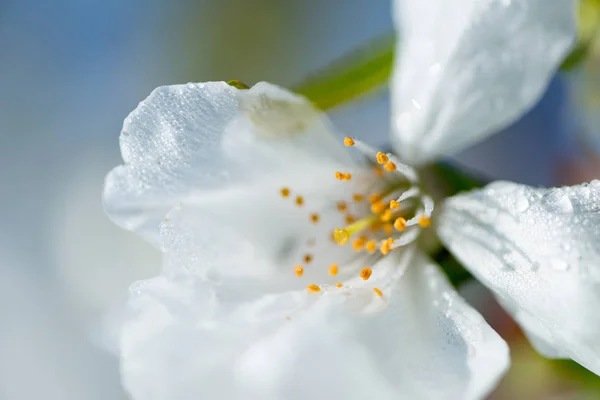 Kiraz çiçeği detay — Stok fotoğraf