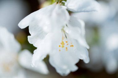 kiraz çiçeği detay