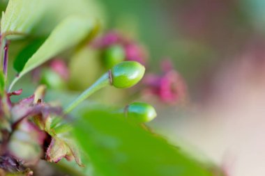 kiraz çiçeği detay