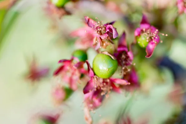 Detalhe flor de cereja — Fotografia de Stock