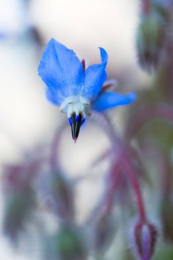 Borago officinalis çiçek
