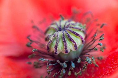 Gelincik (bitki) çiçek