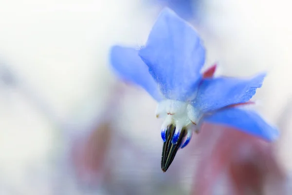Borago officinalis λουλούδι — Φωτογραφία Αρχείου