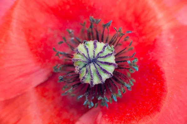 Gelincik (bitki) çiçek — Stok fotoğraf