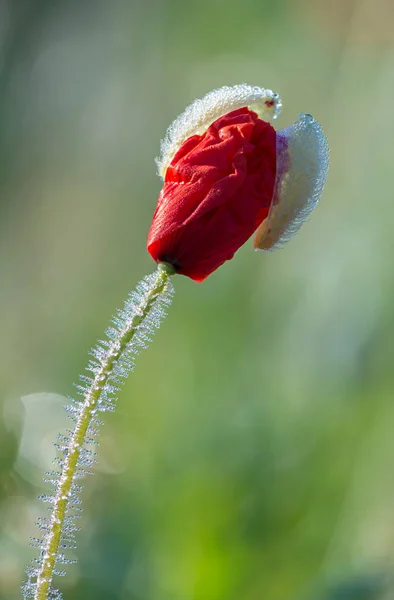 Papaver rhoeas flor — Fotografia de Stock