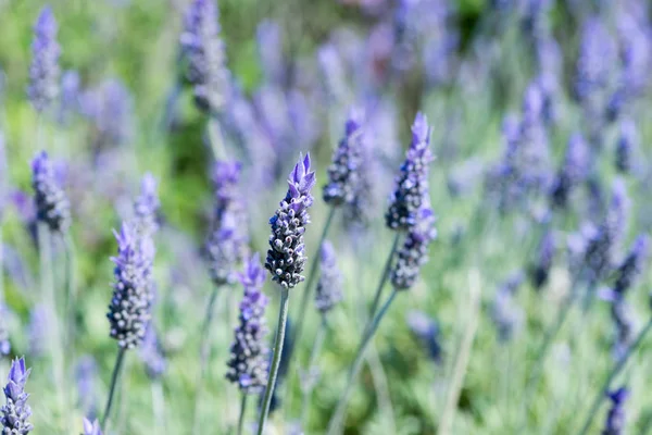 Detail květu Lavandula — Stock fotografie