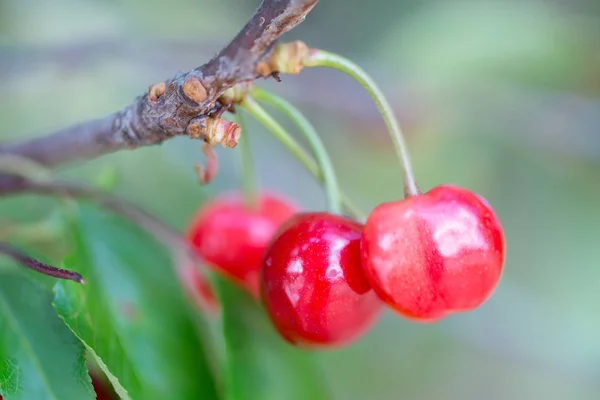 Cherries on the tree — Stock Photo, Image