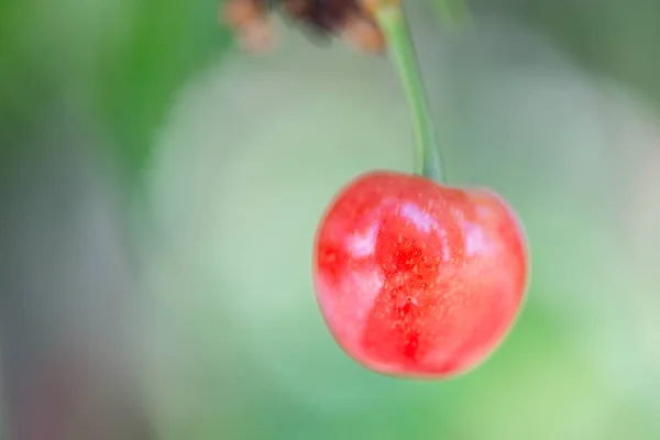 Kirsebær på treet – stockfoto