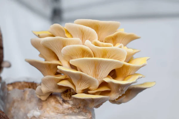 Vendita di funghi — Foto Stock