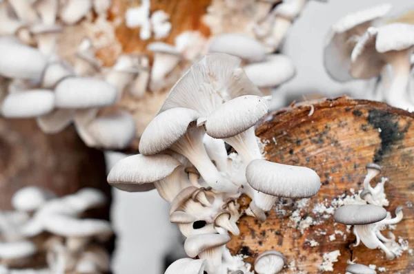 Vendita di funghi — Foto Stock