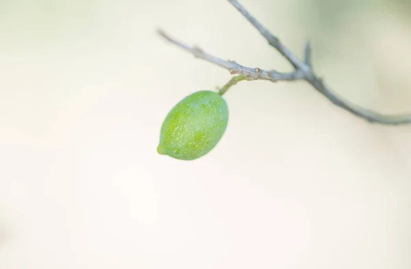 Zeytin ağacı — Stok fotoğraf